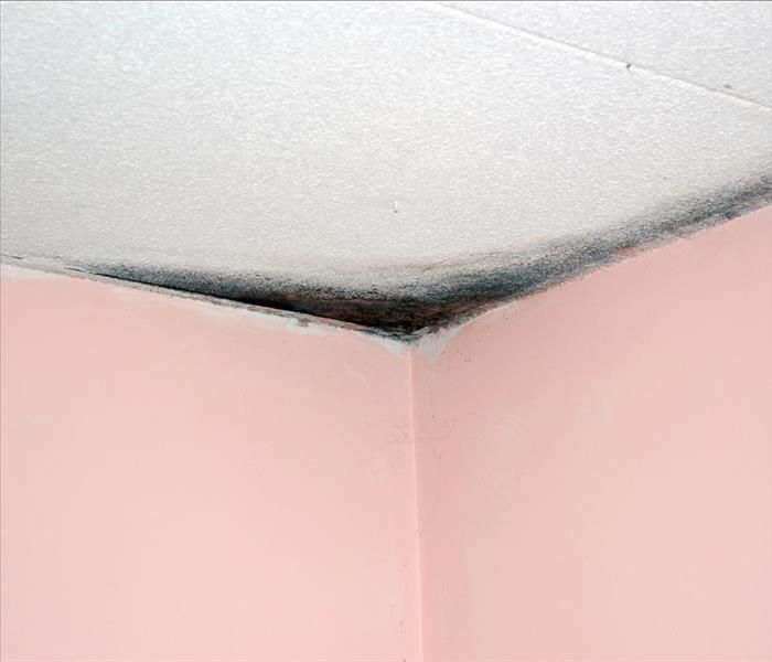 Mold can grow in your home either indoors or outdoors.
